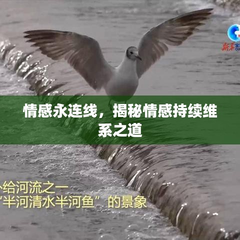 情感永連線,揭秘情感持續(xù)維系之道