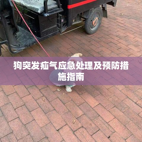 狗突發疝氣應急處理及預防措施指南