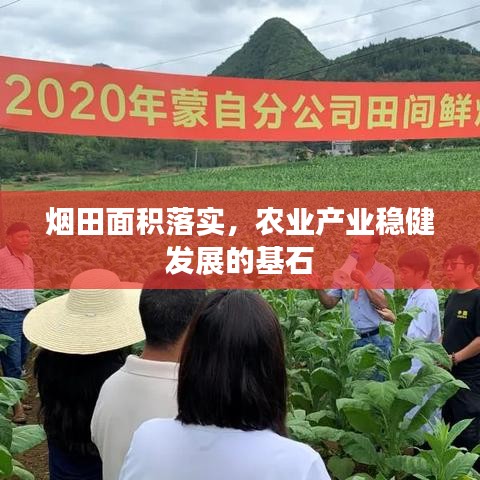 煙田面積落實,農(nóng)業(yè)產(chǎn)業(yè)穩(wěn)健發(fā)展的基石