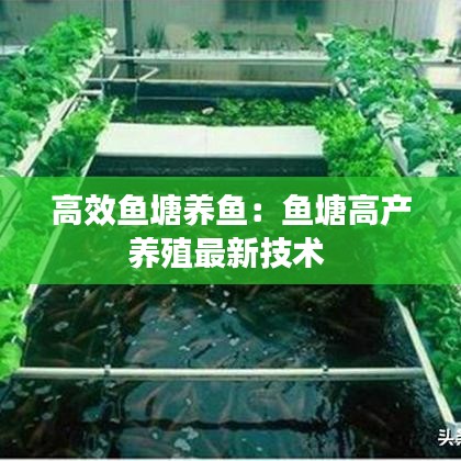 高效魚塘養魚:魚塘高產養殖最新技術