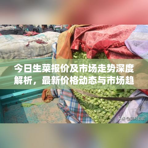 今日生菜報價及市場走勢深度解析,最新價格動態與市場趨勢一網打盡