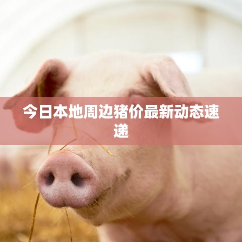 今日本地周邊豬價最新動態速遞