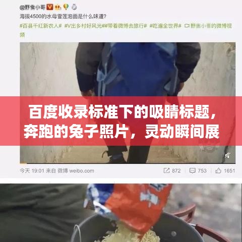 百度收錄標準下的吸睛標題,奔跑的兔子照片,靈動瞬間展現活力魅力!