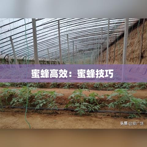 蜜蜂高效:蜜蜂技巧