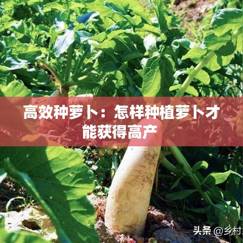 高效種蘿卜:怎樣種植蘿卜才能獲得高產