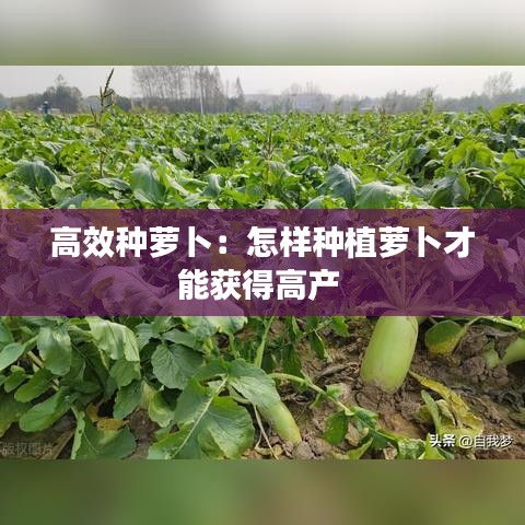 高效種蘿卜:怎樣種植蘿卜才能獲得高產
