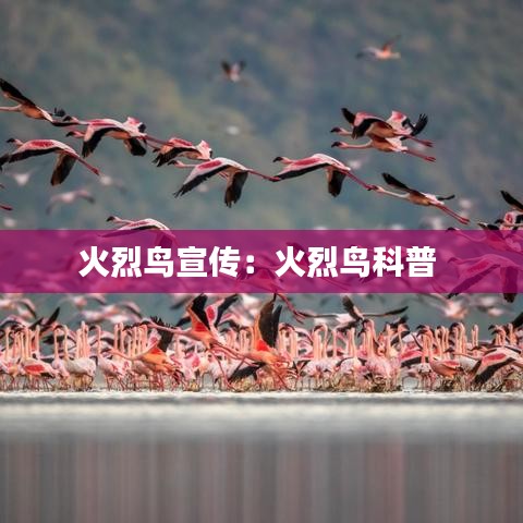 火烈鳥宣傳:火烈鳥科普