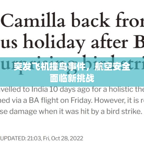 突發(fā)飛機(jī)撞鳥事件,航空安全面臨新挑戰(zhàn)