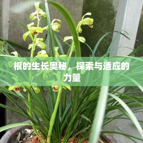 根的生長奧秘,探索與適應的力量