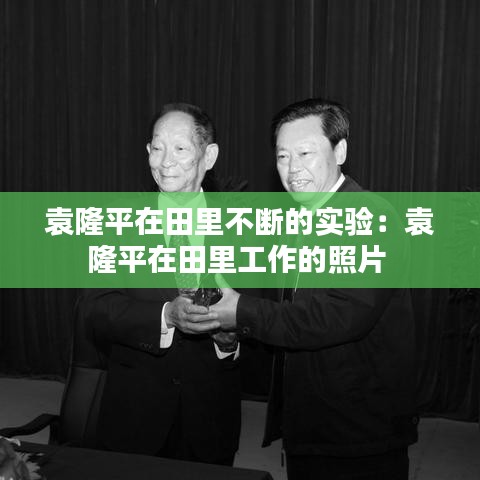 袁隆平在田里不斷的實驗:袁隆平在田里工作的照片