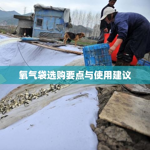 氧氣袋選購指南,要點(diǎn)解析與使用建議