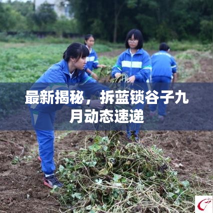 最新揭秘,拆藍鎖谷子九月動態速遞