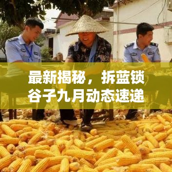 最新揭秘,拆藍鎖谷子九月動態速遞