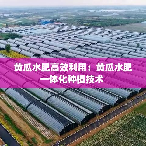 黃瓜水肥高效利用:黃瓜水肥一體化種植技術(shù)