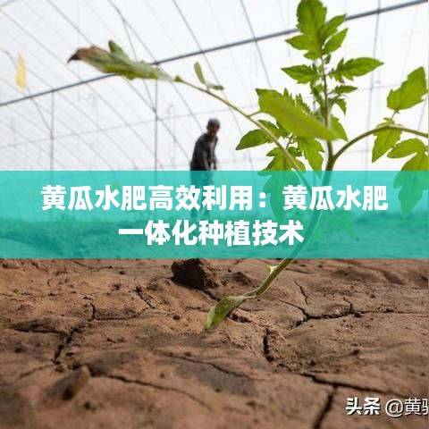 黃瓜水肥高效利用:黃瓜水肥一體化種植技術(shù)