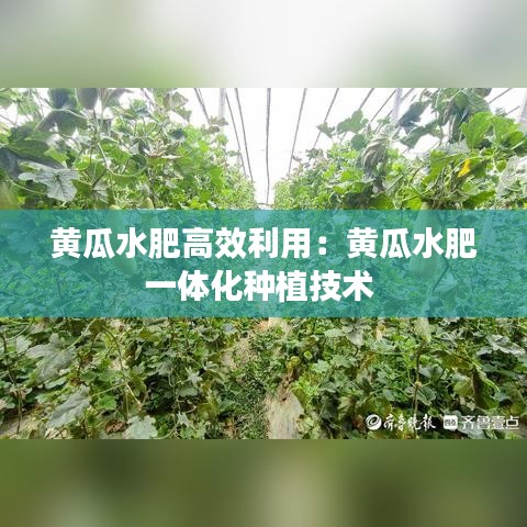 黃瓜水肥高效利用:黃瓜水肥一體化種植技術(shù)