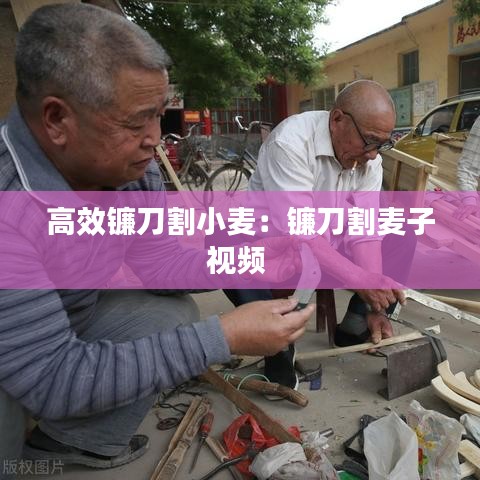 高效鐮刀割小麥:鐮刀割麥子視頻