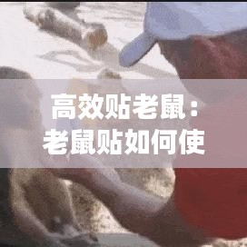 高效貼老鼠:老鼠貼如何使用