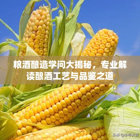 糧酒釀造學問大揭秘,專業解讀釀酒工藝與品鑒之道