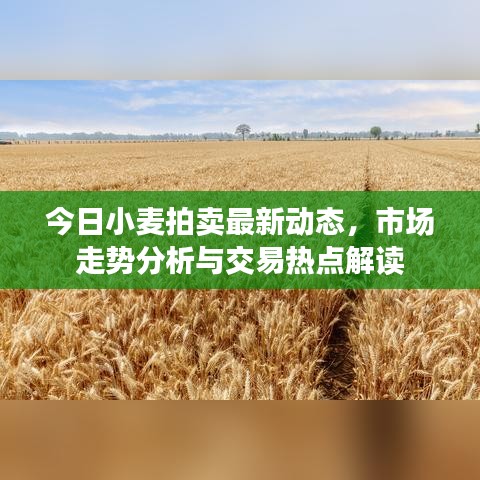 今日小麥拍賣最新動態,市場走勢分析與交易熱點解讀