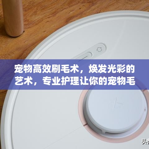 寵物高效刷毛術,煥發光彩的藝術,專業護理讓你的寵物毛發靚麗動人!