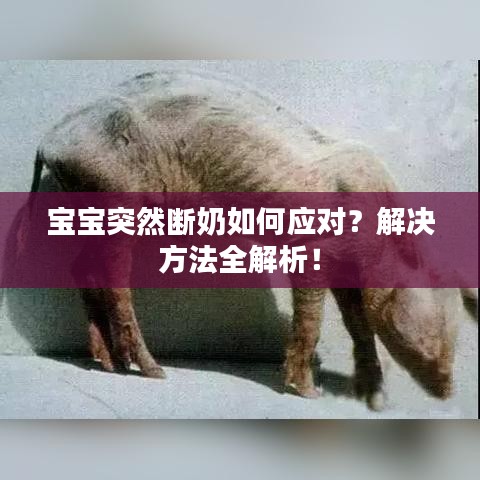 寶寶突然斷奶如何應對?解決方法全解析!