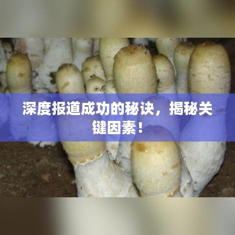 深度報道成功的秘訣,揭秘關(guān)鍵因素!