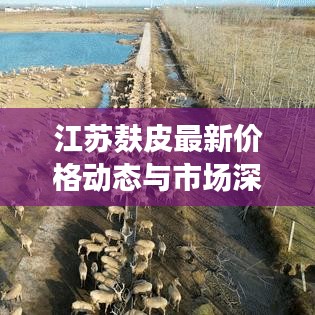 江蘇麩皮最新價格動態(tài)與市場深度解析