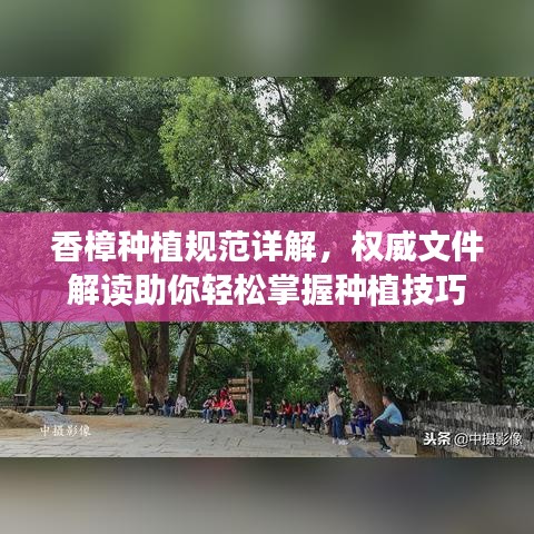 香樟種植規范詳解，權威文件解讀助你輕松掌握種植技巧