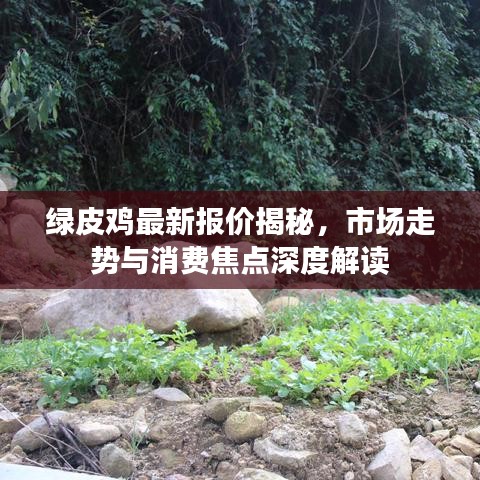 綠皮雞最新報價揭秘，市場走勢與消費焦點深度解讀