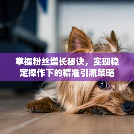 掌握粉絲增長秘訣,實現穩定操作下的精準引流策略