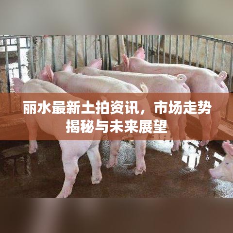 麗水最新土拍資訊,市場走勢揭秘與未來展望