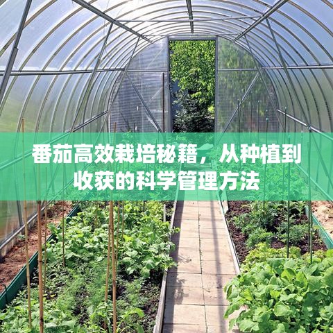 番茄高效栽培秘籍,從種植到收獲的科學(xué)管理方法