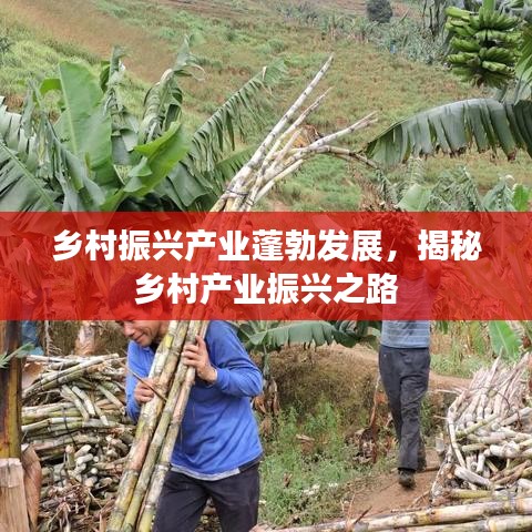 鄉村振興產業蓬勃發展,揭秘鄉村產業振興之路