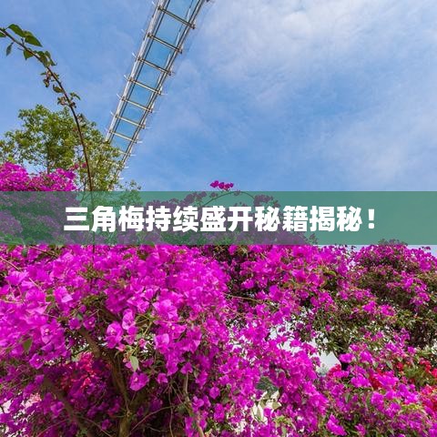 三角梅持續(xù)盛開秘籍揭秘!