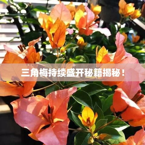 三角梅持續盛開秘籍揭秘!