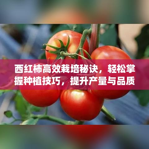 西紅柿高效栽培秘訣,輕松掌握種植技巧,提升產量與品質!