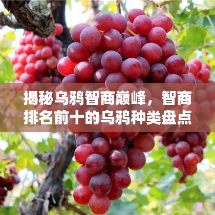 揭秘烏鴉智商巔峰,智商排名前十的烏鴉種類盤點(diǎn)!