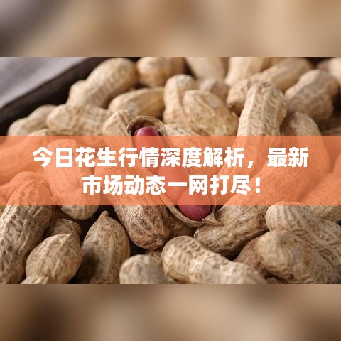 今日花生行情深度解析,最新市場動態(tài)一網(wǎng)打盡!