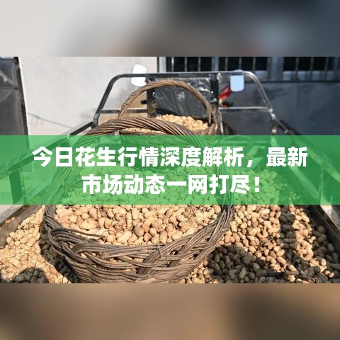 今日花生行情深度解析,最新市場(chǎng)動(dòng)態(tài)一網(wǎng)打盡!