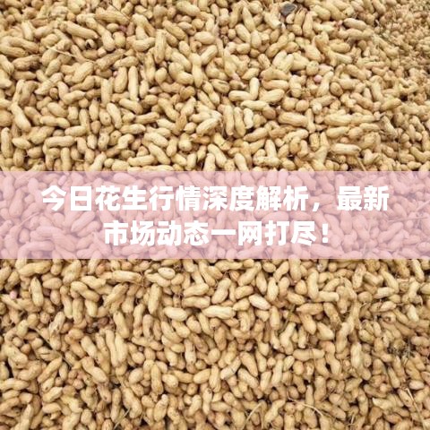 今日花生行情深度解析,最新市場(chǎng)動(dòng)態(tài)一網(wǎng)打盡!