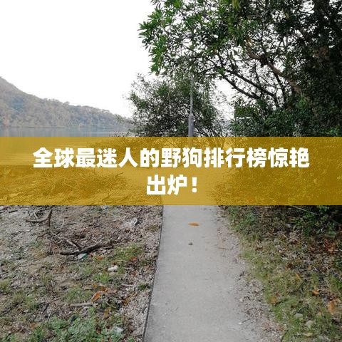 全球最迷人的野狗排行榜驚艷出爐！