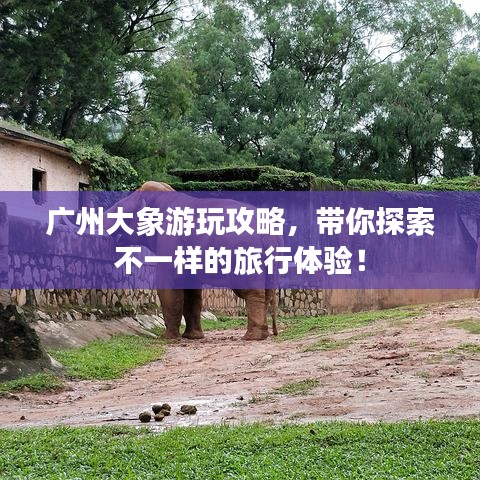 廣州大象游玩攻略,帶你探索不一樣的旅行體驗!