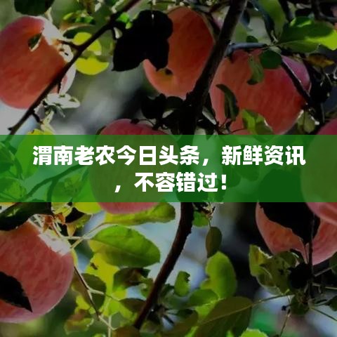 渭南老農今日頭條,新鮮資訊,不容錯過!