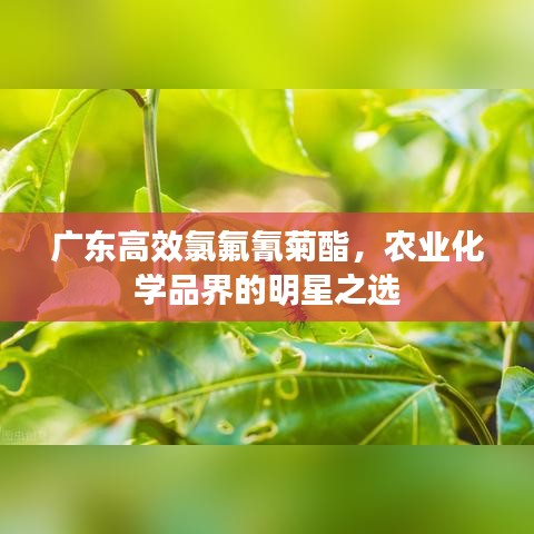 廣東高效氯氟氰菊酯，農業化學品界的明星之選