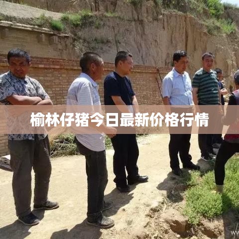 榆林仔豬今日最新價格行情