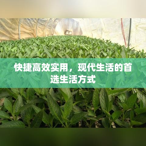 快捷高效實用,現代生活的首選生活方式