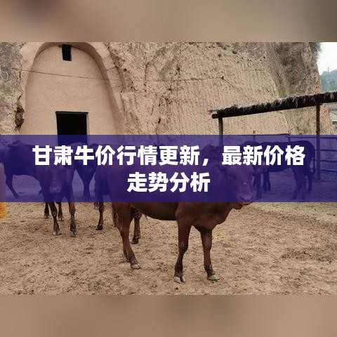 甘肅牛價行情更新,最新價格走勢分析