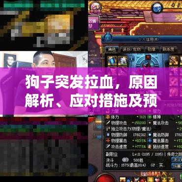 狗子突發拉血,原因解析、應對措施及預防方法全攻略