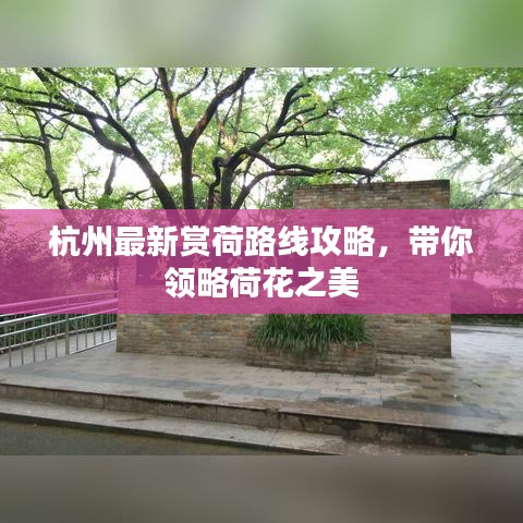 杭州最新賞荷路線攻略,帶你領略荷花之美